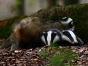 Badgers