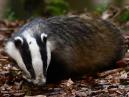 Badger