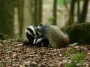 Badgers