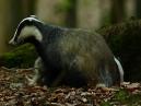 Badger