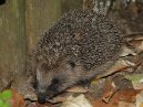 Hedgehog
