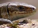 Lizard
