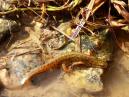 Newt