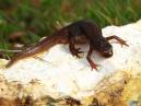 Newt