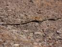 Slow Worm
