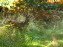 Stag