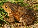 Toad