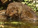 Water Vole