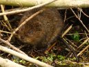 Water Vole