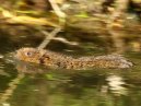 Water Vole