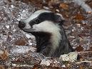 Badgers 2010