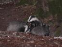 Badgers