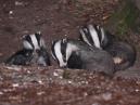 Badgers