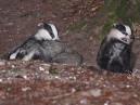 Badgers