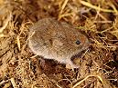 Bank Vole