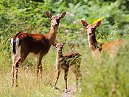 Deers