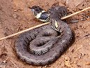 Grass Snake