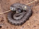 Grass Snake