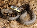 Grass Snake