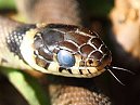 Grass Snake