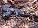 GreatCrestedNewt