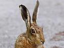 Hare