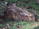 Hare in Form