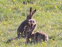 Hares