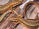 Lizard