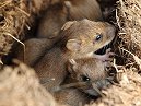Mices