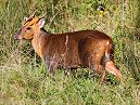 Muntjac