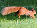 Red Squirrel