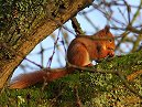 Red Squirrel