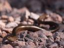 Slow Worm