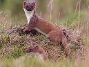 Stoat