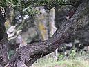 Stoat