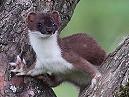 Stoat