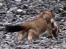 Stoat