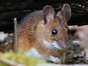 Yellow Necked Mouse