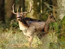 Deers 2013