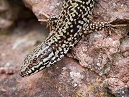 Common Lizzard