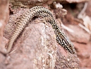 Common Lizzard