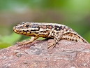 Common Lizzard
