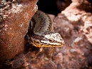 Common Lizzard