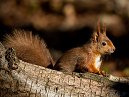 Red Squirrel