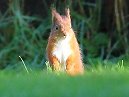 Red Squirrel