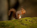 Red Squirrel