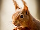 Red Squirrel