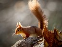 Red Squirrel