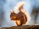 Red Squirrel